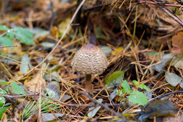 гриб макролепио́та - 숲주름버섯 뉴스 사진 이미지