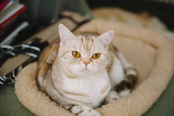 cute cuddly scottish straight cat