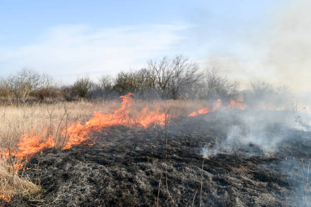 istock Burning dry grass and reeds. Cleaning the fields and ditches of 869302444
