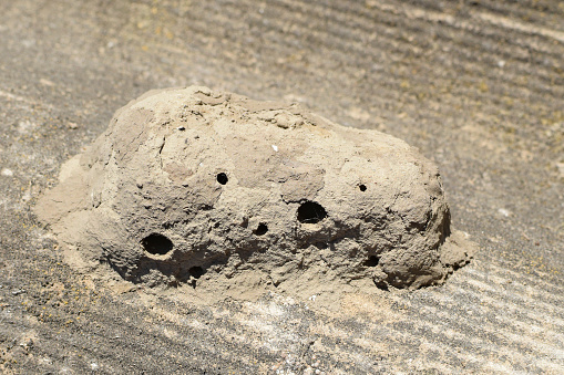 Nests of clay belonging wasp. Clay camera in the nest and store food for larvae of them. The socket has input and ventillyatsionnye openings.