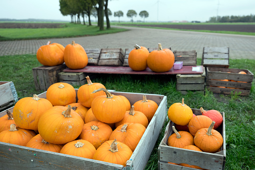 orange pumpkins in crate for sale in dutch province of flevoland
