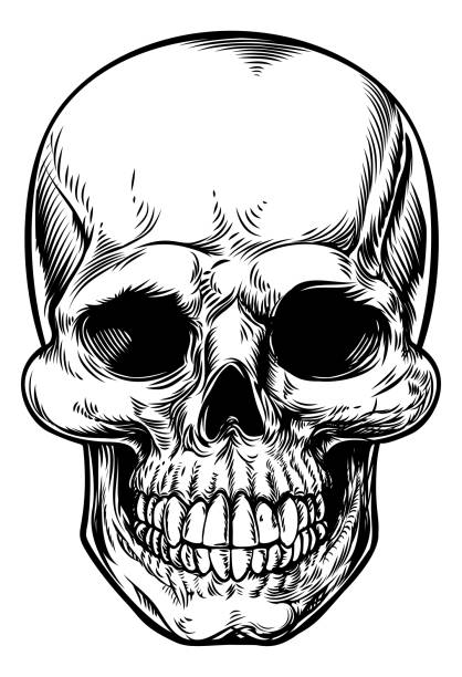 ilustraciones, imágenes clip art, dibujos animados e iconos de stock de cráneo de dibujo - calavera