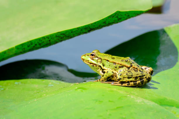 a frog sits on a leaf of a water lily on a lake in the middle of a forest on a warm, sunny summer day - frog water lily pond sunlight imagens e fotografias de stock