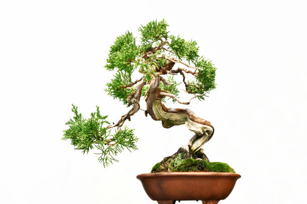 White background bonsai stock photo