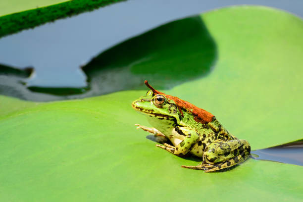 a frog with a orange leaf on its back sits on a leaf of a water lily on a lake in the middle of a forest on a warm, sunny summer day - frog water lily pond sunlight imagens e fotografias de stock