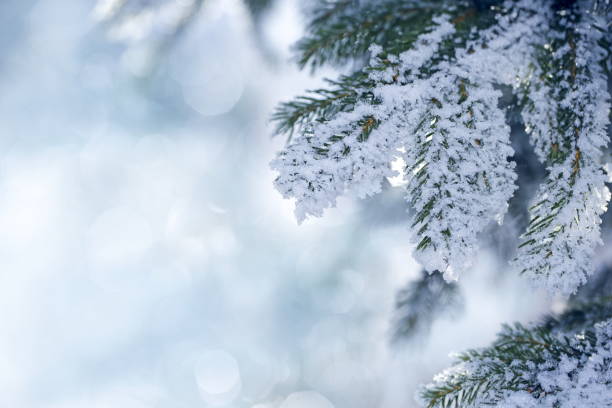 istock Winter scene - Frosted pine branches 869310612