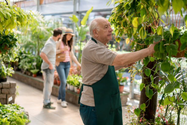 istock Senior man arranging a vine on a column at a garden center 869313352