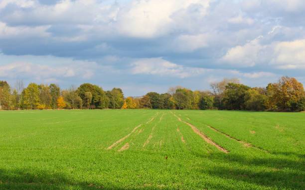 istock Grass field with autumn trees and cloud sky. Czech landscape 869313724