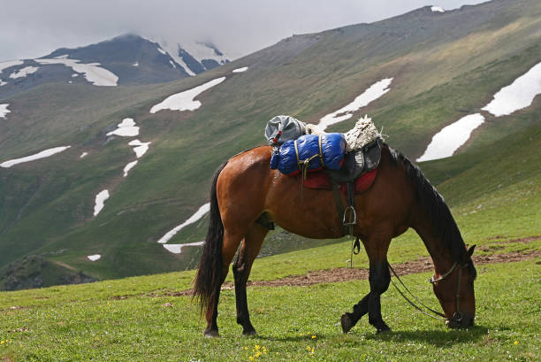 istock Horse in Mountains 869316888