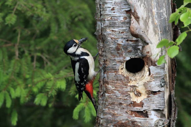 istock A great spotted woodpecker in Sweden 869317562