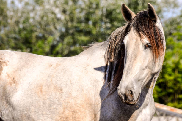 istock Horse on a farm 869317836
