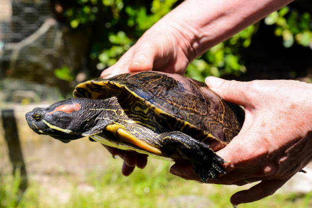 común tortuga slider trachemys scripta - emídidos fotos fotografías e imágenes de stock