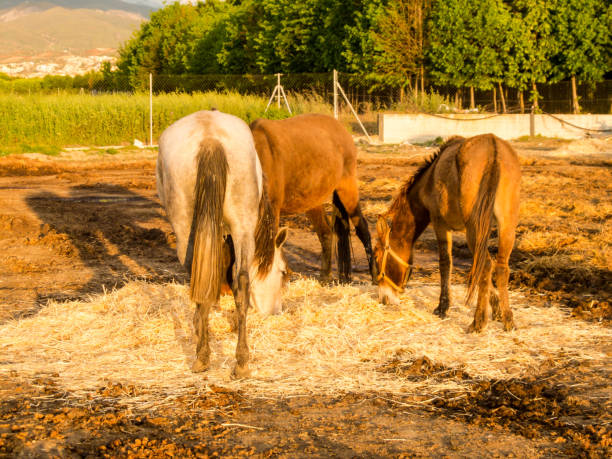 istock Horse on a farm 869318376