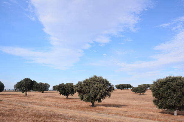 istock European natural countryside 869319248