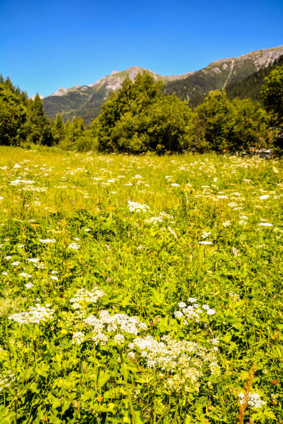 istock Panorama view of Alps peaks background 869319572