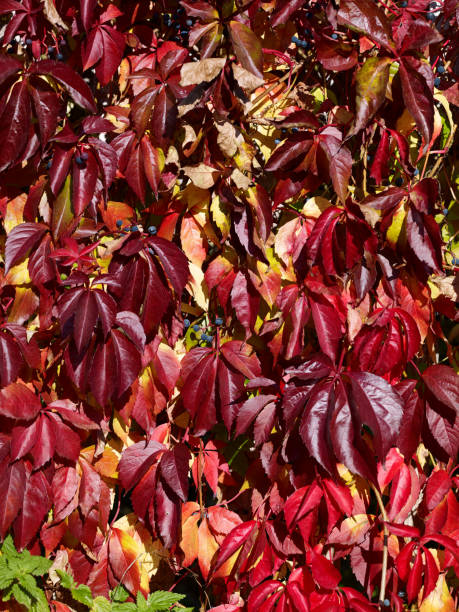 istock Plants: Autumnal colored virginia creeper 869321626