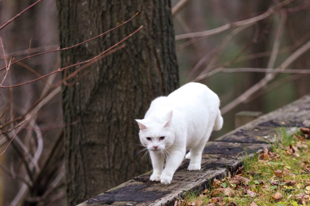 Animal photography shot with a 200 mm.