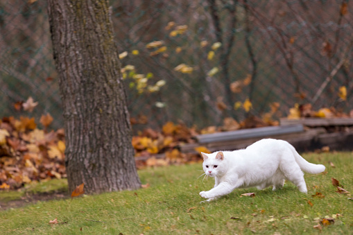 Animal photography shot with a 200 mm.