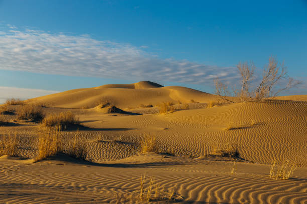 Natural desert landscape, sand dunes, bushes.