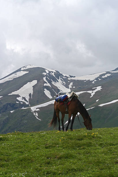 istock Horse in Mountains 869329630