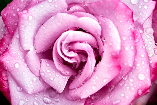 macro photograph of light pink rose after a scarce rain in Southern California