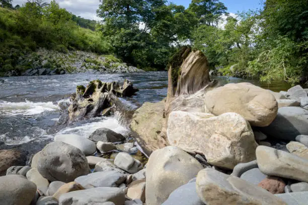 Photo of Tree trunk fell into the river Lune creating little waterfall in green landscape