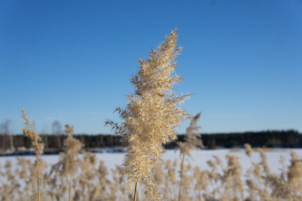 istock A fluffy reed grass on a background of blue sky. 869335108