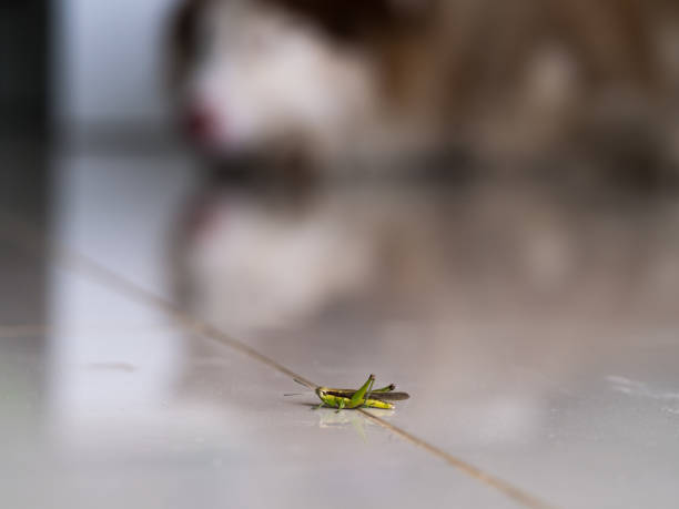 istock Grasshopper on The Tile floor in The House, Dog Sleeping in The Back 869335532