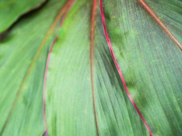 istock The Green Leaf with Red Edge Arranged 869337858