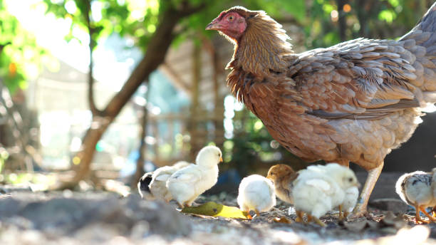 istock Hen chick rearing in natural 869342082