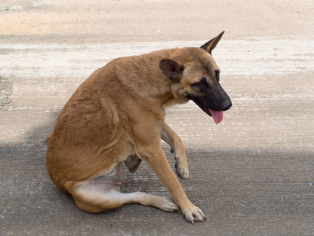 istock Dog try to scratching its skin. 869342560
