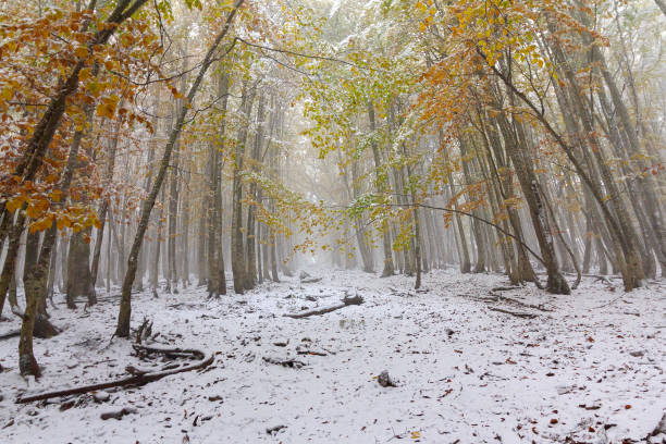 istock Path in the forest with autumn trees covered with snow. Nature 869342586