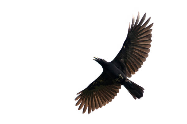 istock Image of black crow flying on white background. Animal. Black Bird. 869342916