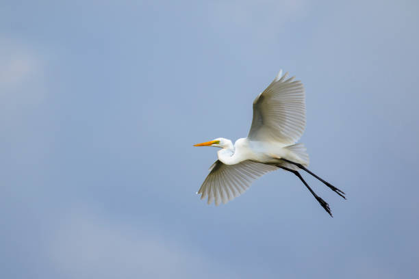 istock Image of white egret flying in the sky. Animal. white Bird. 869342920