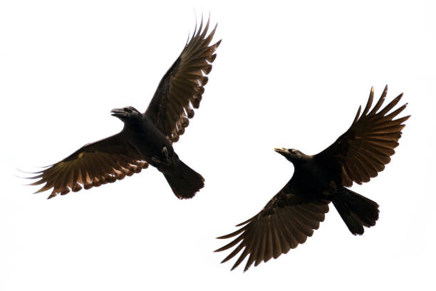 istock Image of black crow flying on white background. Animal. Black Bird. 869342926