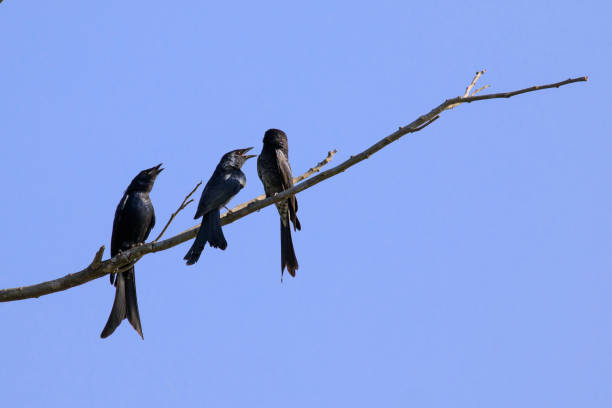 istock Image of Black Drongo(Dicrurus macrocercus) on a twig on a blue background.. Bird, Wild Animals. 869344984