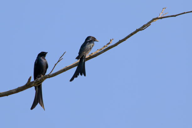 istock Image of Black Drongo(Dicrurus macrocercus) on a twig on a blue background.. Bird, Wild Animals. 869345002