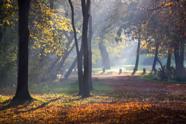 istock colours autumn in the park 869345382