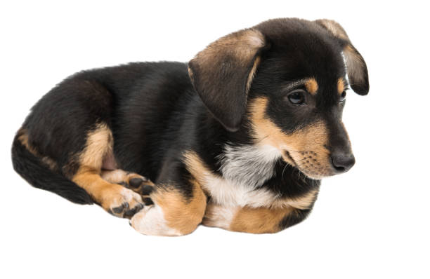 istock puppy dachshund isolated 869349140