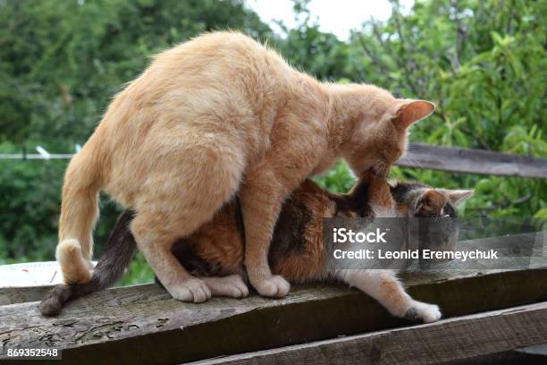 Mating Domestic Cats Stock Photo - Download Image Now - Animals Mating,  Domestic Cat, Adult - iStock