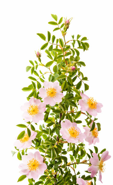 istock rosehip branch with flowers isolated 869352952
