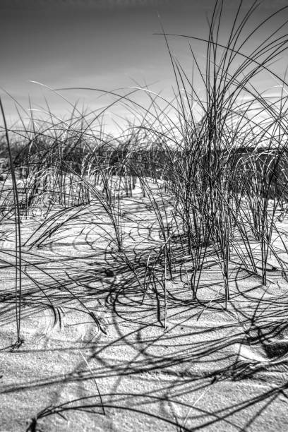 istock Dune of Pilat Sunset 869355910