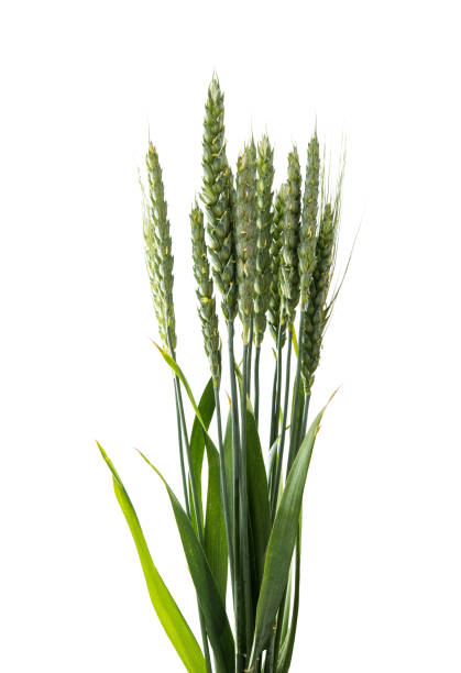 istock green ears of wheat isolated 869356166