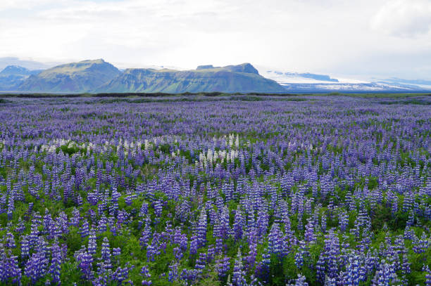 istock Beautiful white and purple lupines in Iceland 869356532
