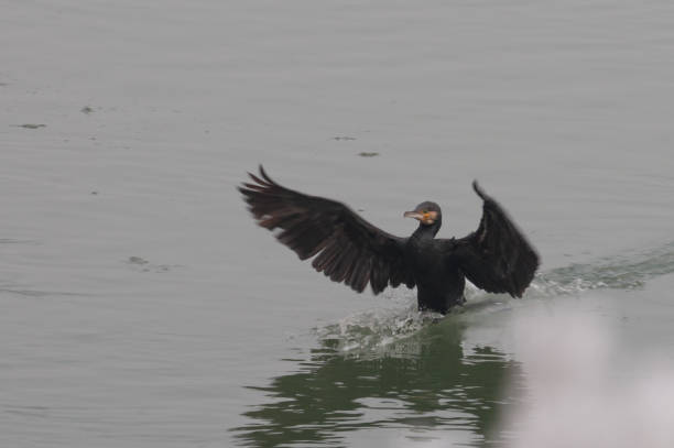 istock brown great cormorant landing on water 869359572