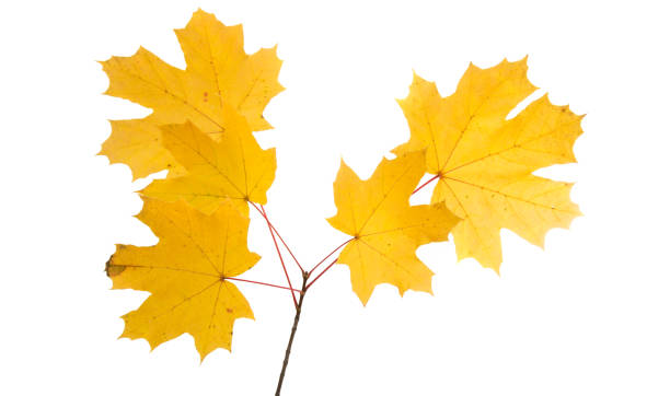 istock autumn  leaves isolated 869359910