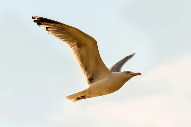 Herring-Gull flying over the Baltic sea in Poland