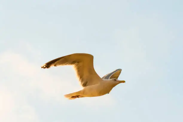Herring-Gull flying over the Baltic sea in Poland