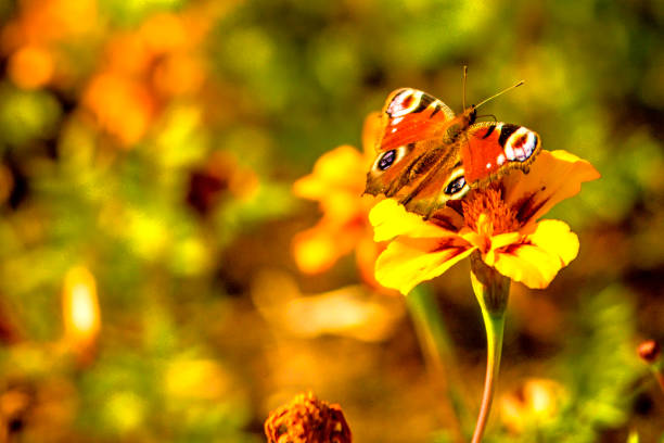 Butterfly on the flowers