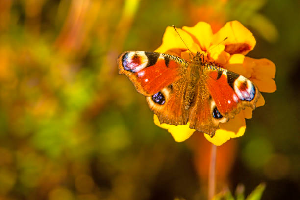 istock peacock butterfly on a Tagetes flower 869360266